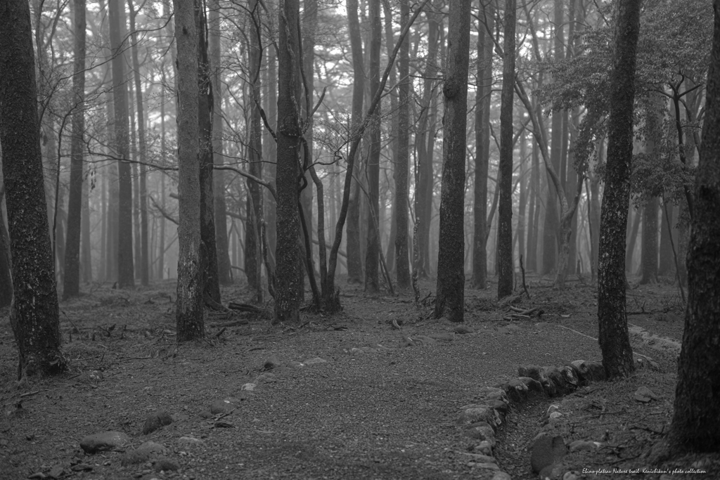霧の森を歩く