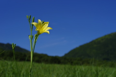 ゆうすげ長者原湿原