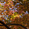 もみじ輝く