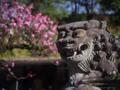 今年も咲いとるばい