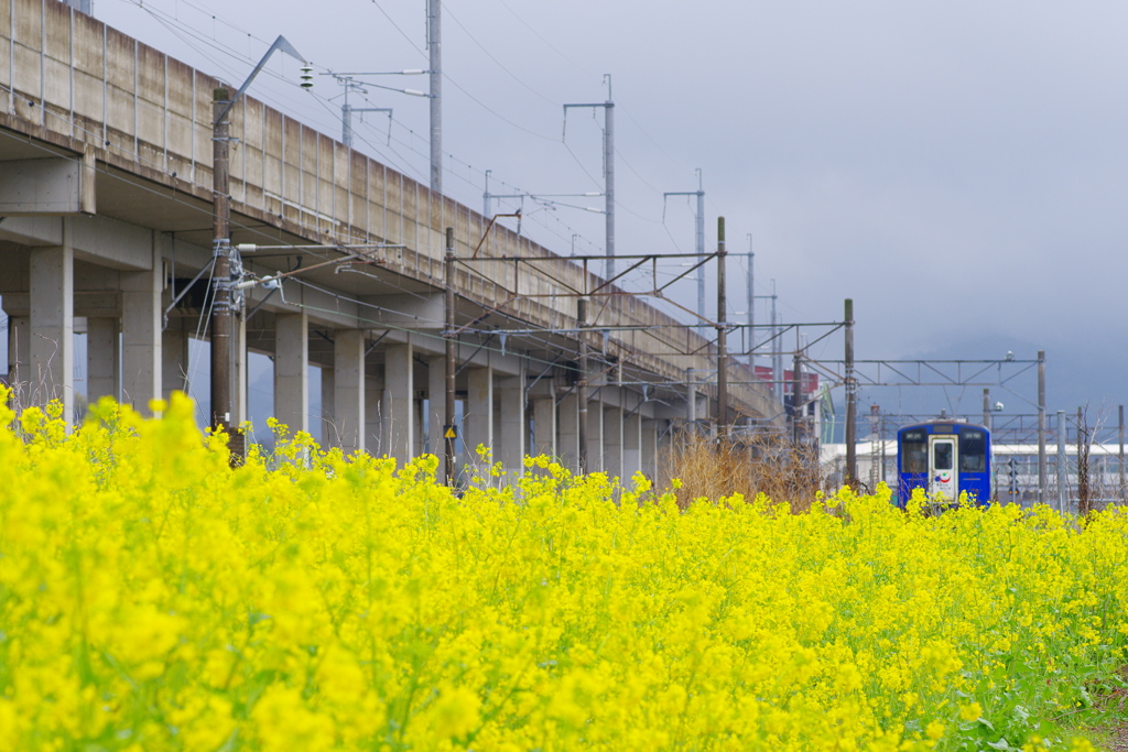 yellow