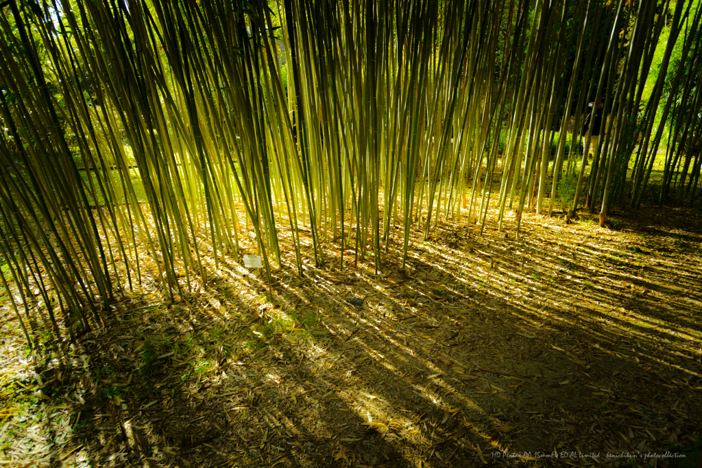 ハクキョウチク