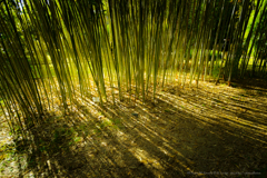 ハクキョウチク