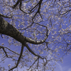 春はヨシノチェリー
