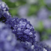 紫陽花Ⅲ