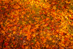 色ハ匂ヘド散ルヌルヲ・・・