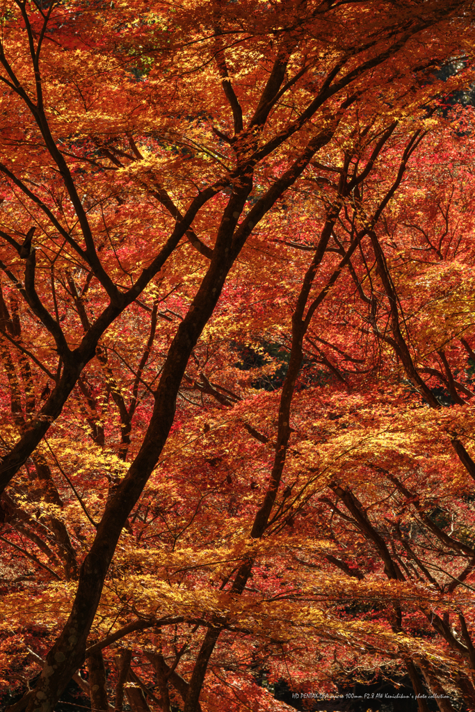 紅いシャワー