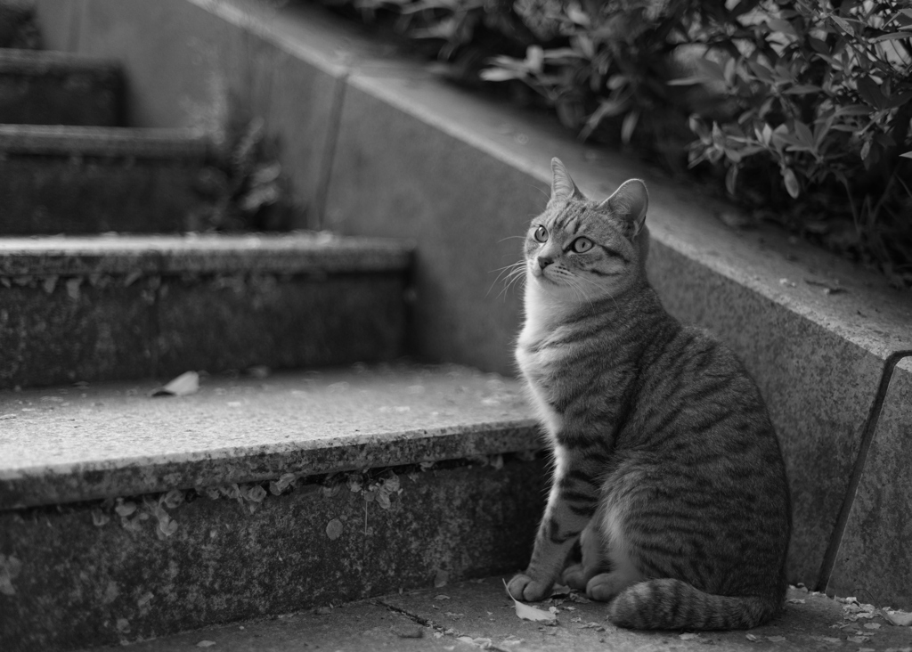 人慣れ猫