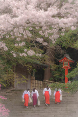 「春ね」「春だわ」「桜満開よ」「満開ね」