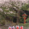 「春ね」「春だわ」「桜満開よ」「満開ね」