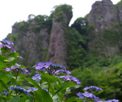 仙岩紫陽花