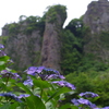 仙岩紫陽花