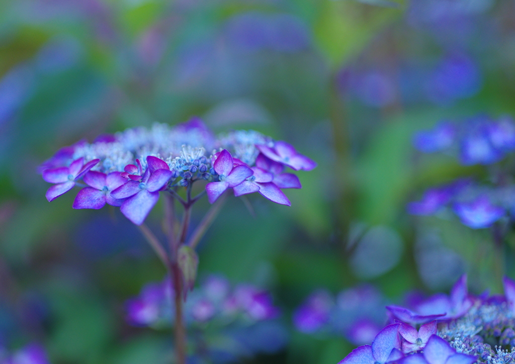 夜の紫陽花