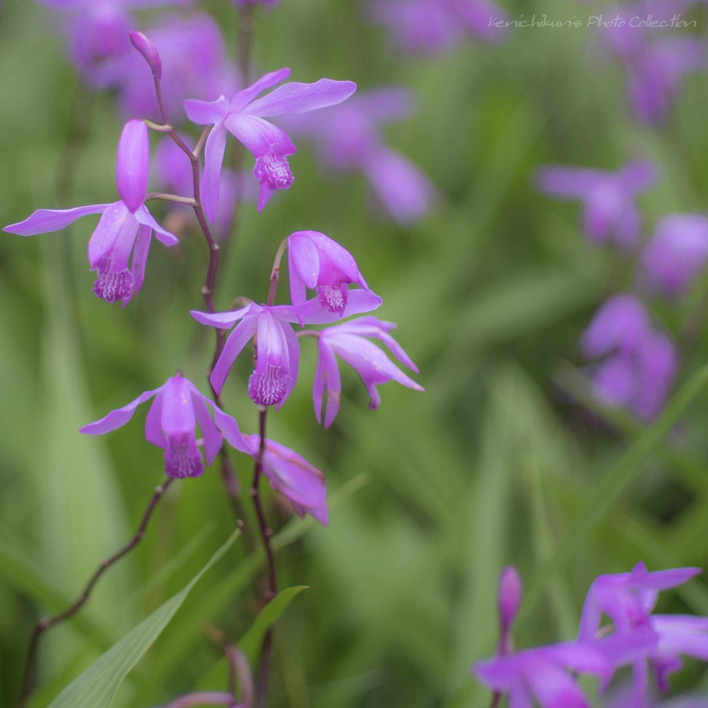 何という花かしら？　”シラン”！！