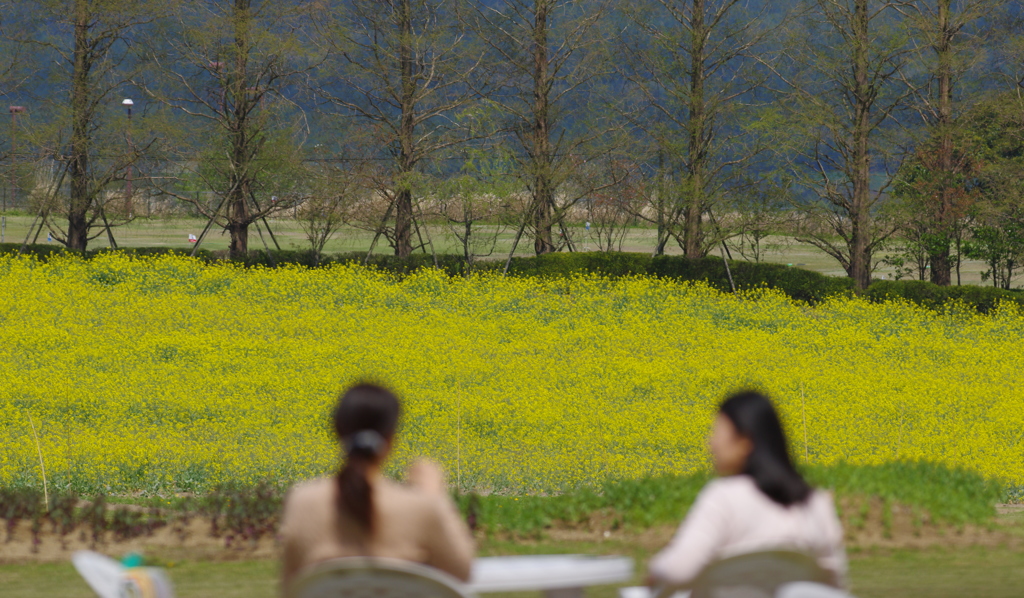 菜の花の前で
