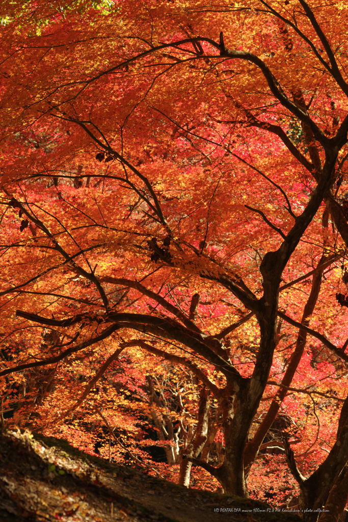 紅い波