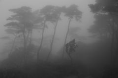 霧立つ森へ
