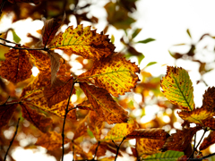 Autumn Leaves