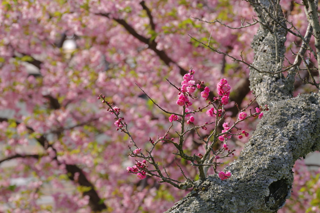 私は桃花