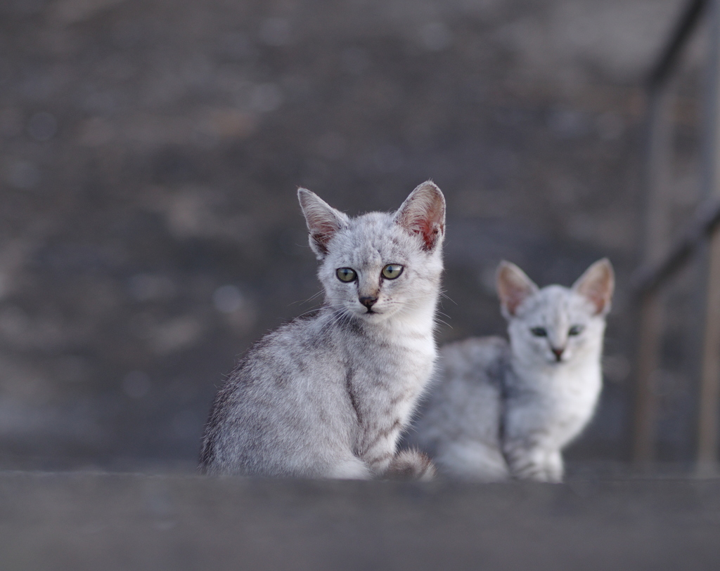 美形野良子猫堤防
