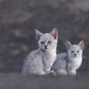 美形野良子猫堤防