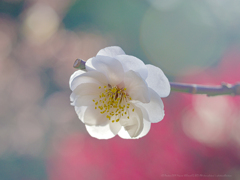 日ノ丸構図之梅一輪 