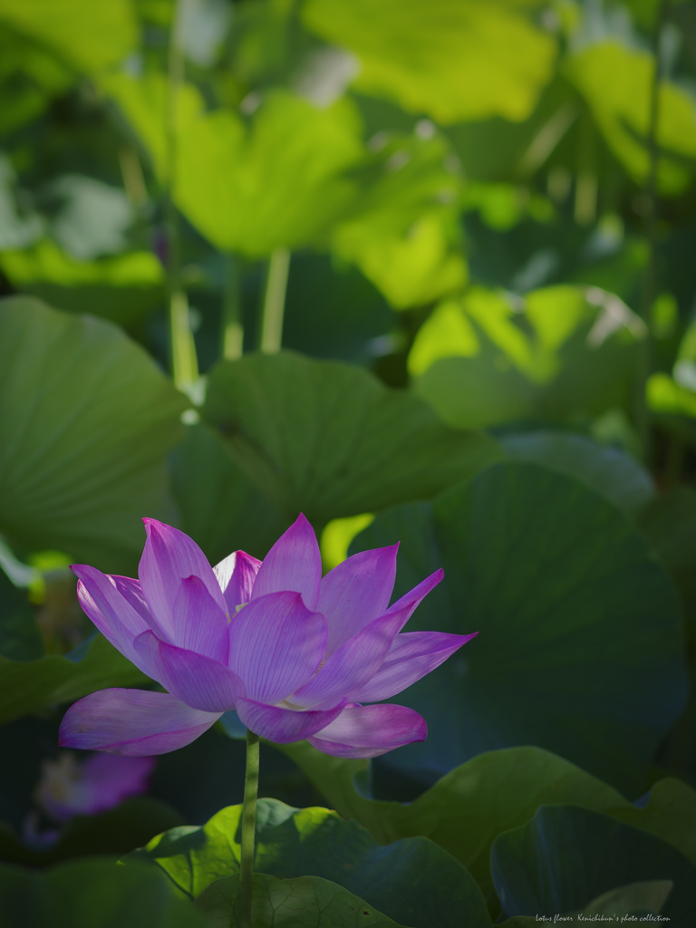 蓮の花咲く