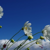 秋桜＿風（akemi)