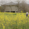 菜の花畑で