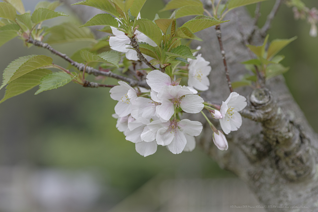 葉桜