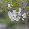 葉桜