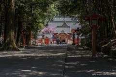 霧島神宮　春