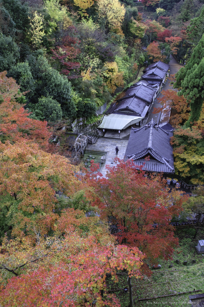 雨天紅葉