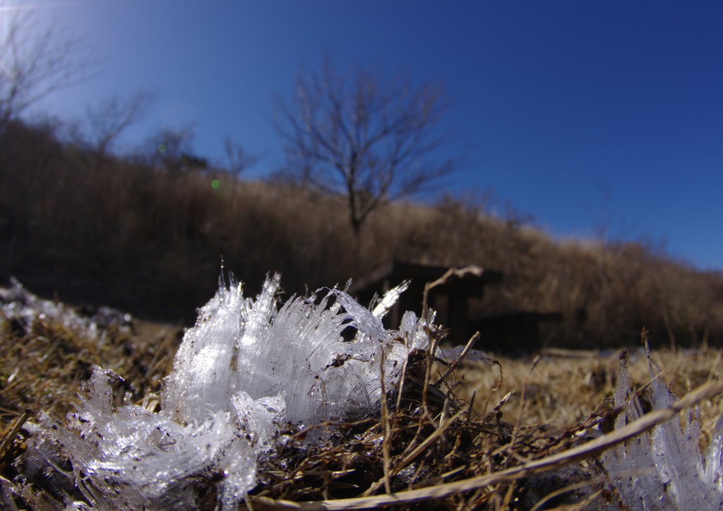 ジャックフロスト