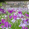 高瀬裏川花菖蒲