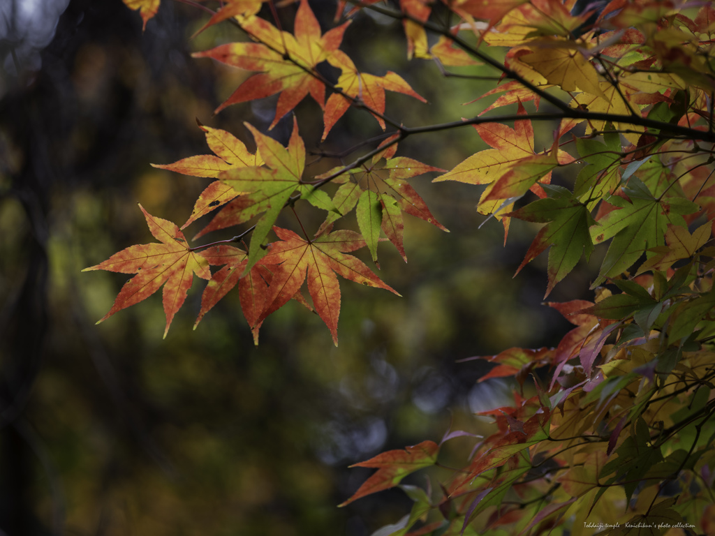 斑紅葉東大寺歩く