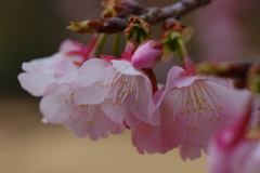咲くよ