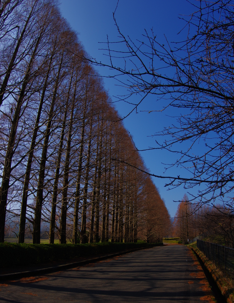 メタセコイアの並木