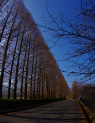 メタセコイアの並木