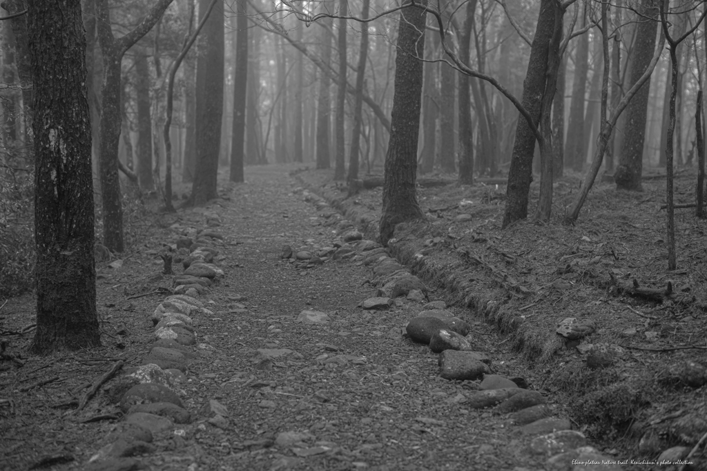 霧の森を歩く