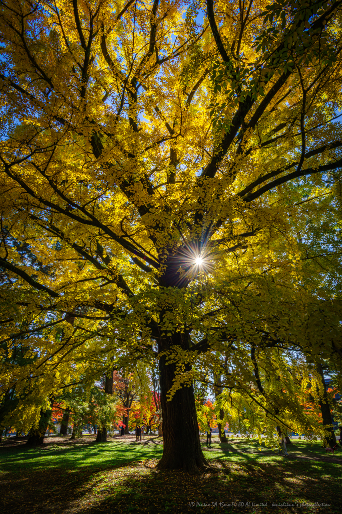 ダイヤモンドイチョウ
