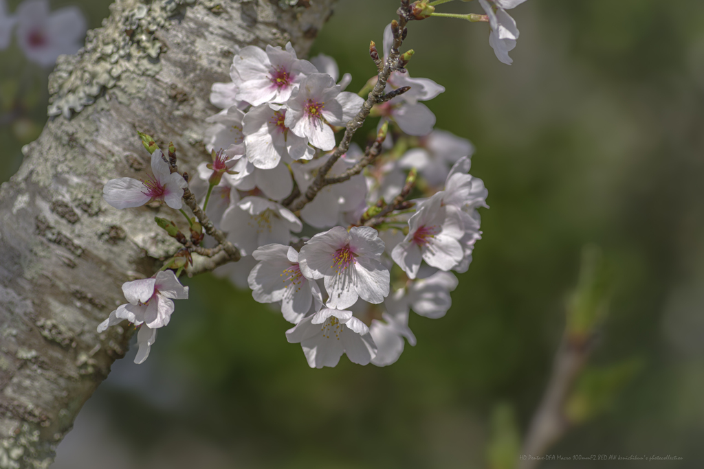 胴吹き桜