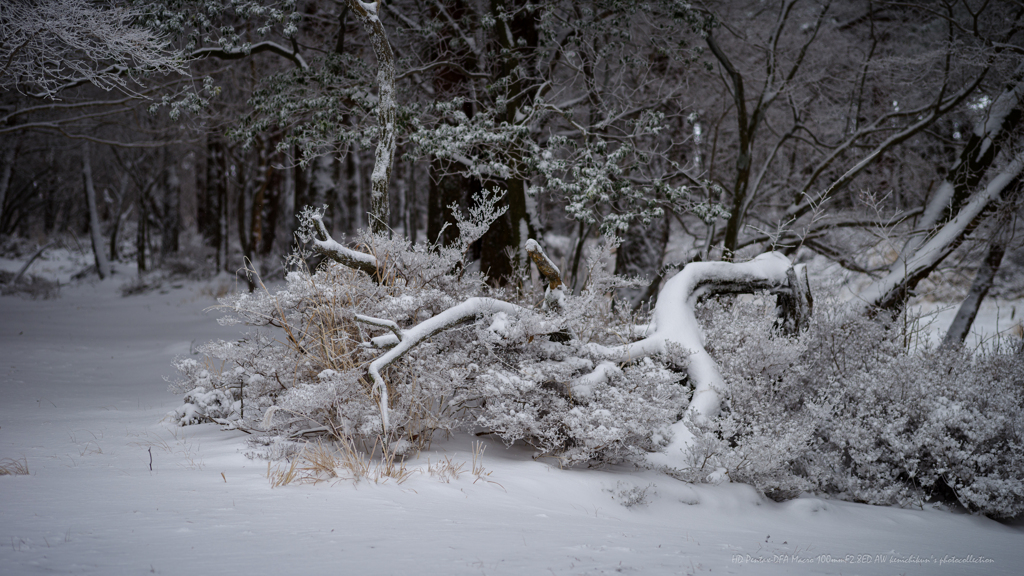 森・・白き冬