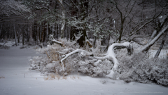 森・・白き冬