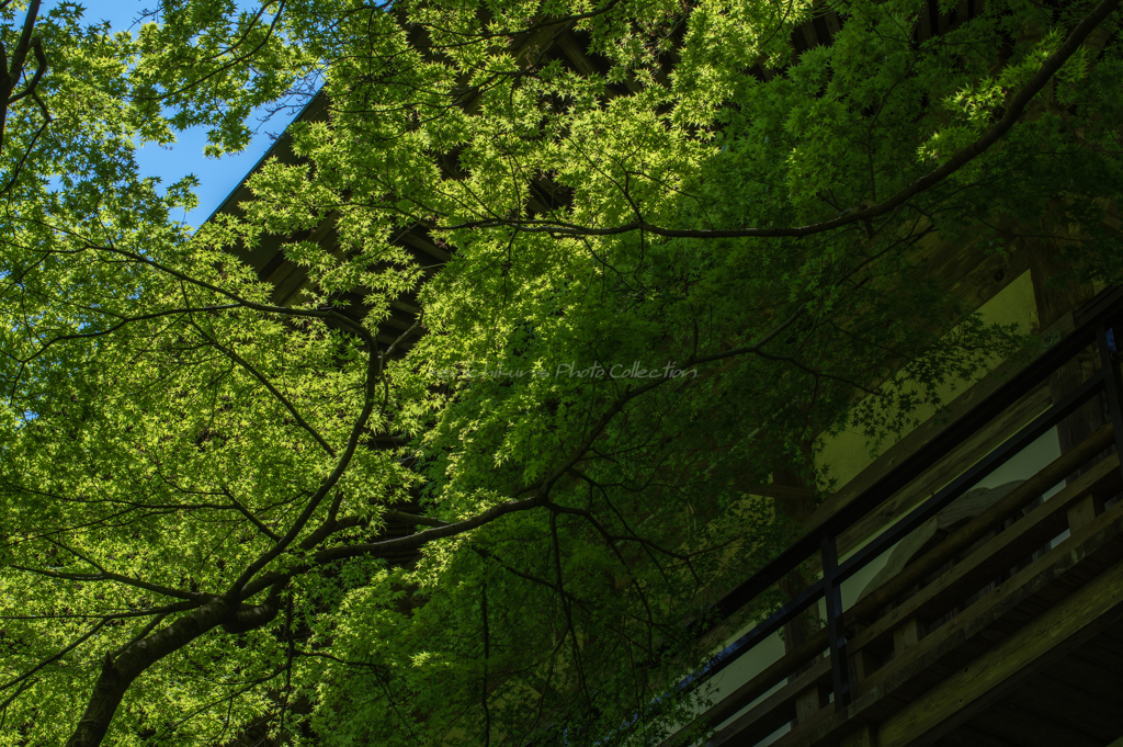 初夏透過光（両子寺）
