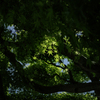 初夏薫る