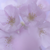 桜花
