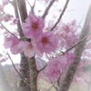 陽光櫻