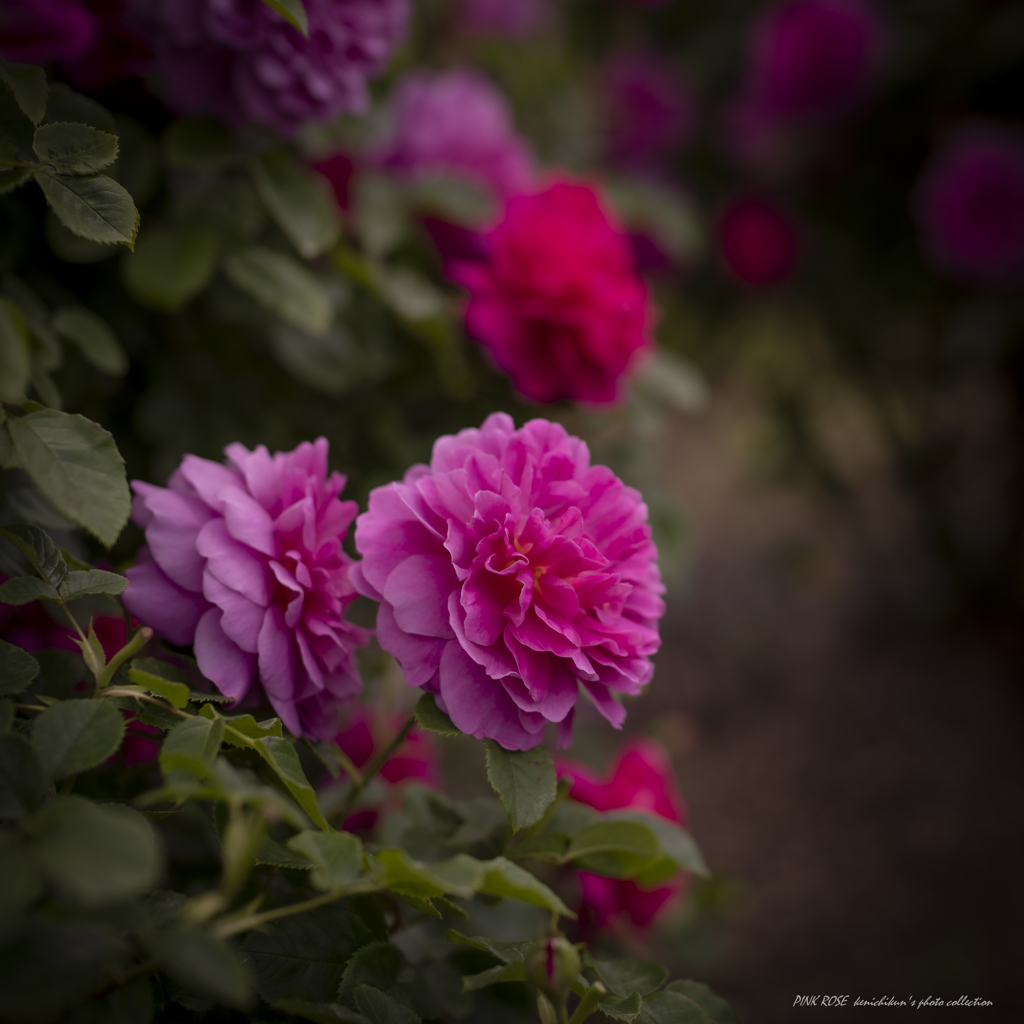 薔薇