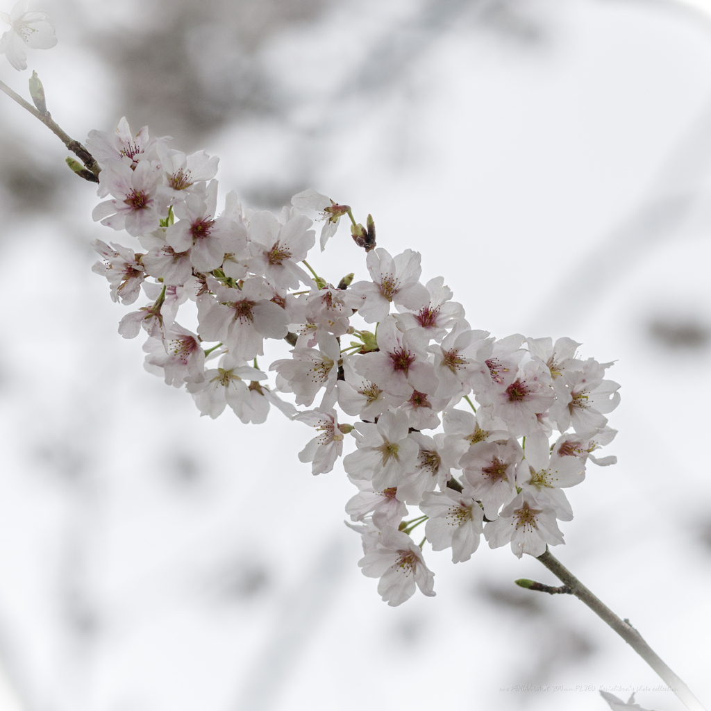 弥生ノ晦日ニ桜満開也